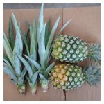 Susulan pengenalan bahan tanaman kultur tisu nanas MD2, pengusaha nanas tidak akan lagi menghadapi masalah kekurangan bahan tanaman MD2 di Malaysia ?