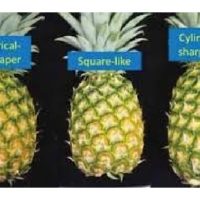 Bahan tanaman kultur tisu nanas MD2 berpotensi menghasilkan bentuk buah yang bujur berbanding bentuk kon atau bentuk tidak seragam seperti terdapat dalam tanaman yang menggunakan sulur ?