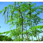 Daun Moringa Kini Dijadikan Pelet Makanan Ternakan: Kurangkan Kos Pengeluaran Secara Berkesan