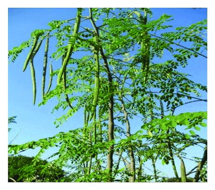 Read more about the article Daun Moringa Kini Dijadikan Pelet Makanan Ternakan: Kurangkan Kos Pengeluaran Secara Berkesan
