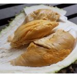 Cadangan 7 Nama Haiwan Kreatif untuk Jenama Durian Baharu ? (Isi sedap sebagai prasyarat)