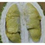 5 Cadangan Nama Haiwan Eksklusif untuk Penamaan Durian Baharu Yang Berisi Kuning Pucat ?