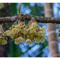Pelan Penyelidikan: Pengubahsuaian Genetik untuk Membolehkan Pendebungaan Diri dalam Durian