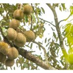 Kebanyakan varieti tanaman durian menolak pendebungaan diri supaya mempelbagaikan genetik mereka melalui pendebungaan silang (cross-pollination) dan meningkatkan cita rasa buah masing-masing?