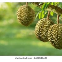 Syorkan pendebungaan silang terbaik di antara varieti durian yang boleh diterap dalam penanaman secara baka campuran.