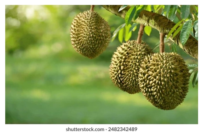 You are currently viewing Syorkan pendebungaan silang terbaik di antara varieti durian yang boleh diterap dalam penanaman secara baka campuran.
