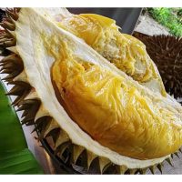 Pendebungaan silang umumnya akan menghasilkan biji benih yang sihat serta lebih besar dan lebih banyak, namun pembeli lebih gemar terhadap biji kesep, mana satu lebih penting ?