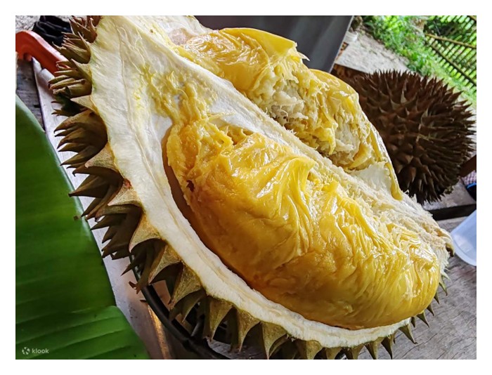 Read more about the article Pendebungaan silang umumnya akan menghasilkan biji benih yang sihat serta lebih besar dan lebih banyak, namun pembeli lebih gemar terhadap biji kesep, mana satu lebih penting ?