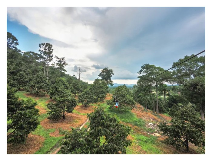 You are currently viewing Ada pengusaha demi mendapat pengalaman bertanam lalu membeli 3-5 ekar tanah dan mula menanam durian khususnya selepas bersara, akhirnya ramai menyerah diri kerana dapati ‘tidak seronok dan membebankan’. Adakah perkara ini benar?