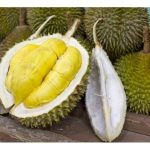 Bagaimana teknik molekular boleh diterap ke dalam industri durian huluan dan hiliran di Malaysia?