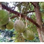 Cadangan projek R&D (penyelidikan dan pembangunan) yang menggunakan teknik molekular dalam industri durian, lengkap dengan objektif, metodologi ringkas dan potensi impak:
