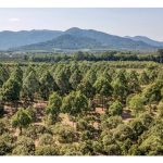 Durian yang ditanami di tanah rendah dan berdekatan saliran mungkin tidak memberi keunikan rasa dalam buahnya kerana kandungan air lebih banyak ?