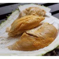 15 Ulasan Berwibawa Mengenai Durian Tupai King 226 Di Internet