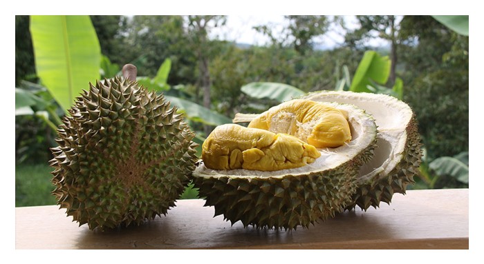 You are currently viewing Mampukah Legenda Musang King Bertahan Lama?