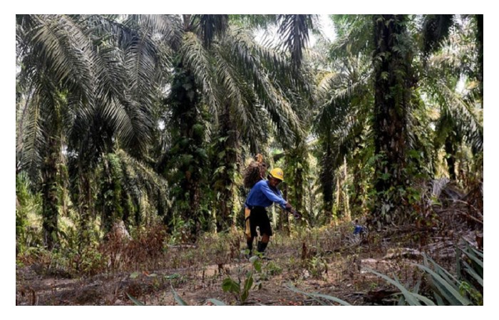 Read more about the article Harga Ketergantungan kepada Pekerja Asing: Krisis Struktural dalam Pertanian Malaysia