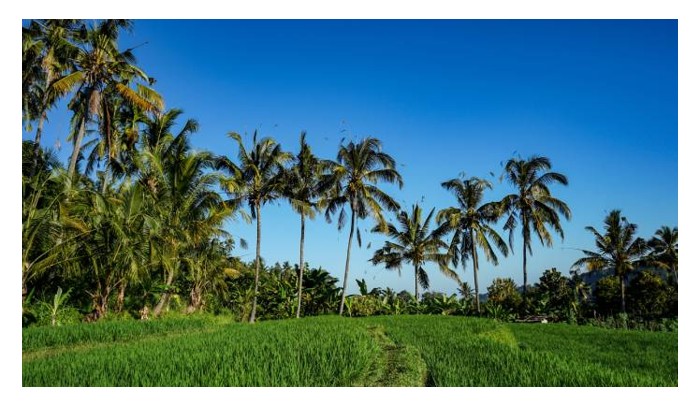 Read more about the article Nasib Tanah Pertanian: Pertarungan antara Pembangunan Pertanian dan Perluasan Bandar di Malaysia