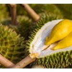 Sejauh Mana Keharuman Durian? : Peluang dan Cabaran Eksport Hasil Pertanian Malaysia
