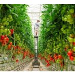 Belanda: Mengapa Tomato dalam Rumah Hijau Perlukan ‘Kaunseling Psikologi’ oleh AI?