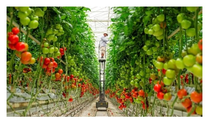 Read more about the article Belanda: Mengapa Tomato dalam Rumah Hijau Perlukan ‘Kaunseling Psikologi’ oleh AI?