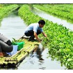 Kenapa Sistem Akuaponik Tinggi di Yunnan, China Dipuji oleh PBB?