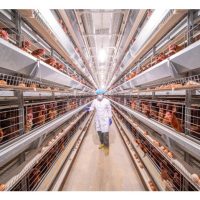 “Ladang Ayam Biodiesel di Jerman: Ayam Hidup Dengan Minyak?”