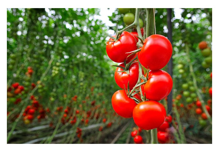 Read more about the article Bolehkah Projek “Rumah Ais Tumbuhan” Mengubah Komuniti Artik?