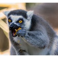 Madagaskar: Bolehkah Najis Lemur Digunakan untuk Membangunkan Baja Mikrob Baharu?
