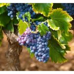 Adakah Penggunaan “Kepintaran Kumpulan Lebah (Swarm Intelligence)” + AI untuk Meramal Kematangan Anggur di Afrika Selatan Boleh Dipercayai?