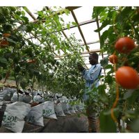 Tomato di Padang Pasir: Kejayaan Emerates Arab Bersatu Bukanlah Satu Keajaiban, Tetapi… Air Laut?