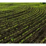 Bagaimana tanah masam menjejaskan kesuburan tanah? Apa hubungan antara keaktifan mikrob tanah dan kesuburan tanah ?