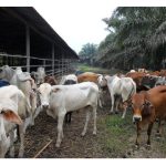 Apakah risiko terbesar di bidang penternakan di Malaysia?