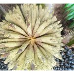 Untuk menggalak lebih banyak tandan mayang betina tumbuh atas pokok, pekebun sawit dinasihatkan menumpu perhatian pada faktor alam sekitar dan agronomi seperti air, cahaya matahari, pangkasan pelepah, membaja, kawalan penyakit & perosak dsb untuk meningkatkan hasil nanti, jika tidak, tandan mayang jantan cenderung menjadi dan menjejaskan hasil ?