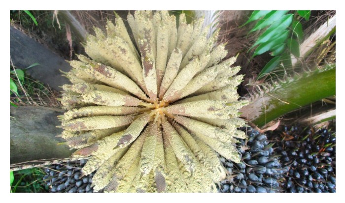 You are currently viewing Untuk menggalak lebih banyak tandan mayang betina tumbuh atas pokok, pekebun sawit dinasihatkan menumpu perhatian pada faktor alam sekitar dan agronomi seperti air, cahaya matahari, pangkasan pelepah, membaja, kawalan penyakit & perosak dsb untuk meningkatkan hasil nanti, jika tidak, tandan mayang jantan cenderung menjadi dan menjejaskan hasil ?