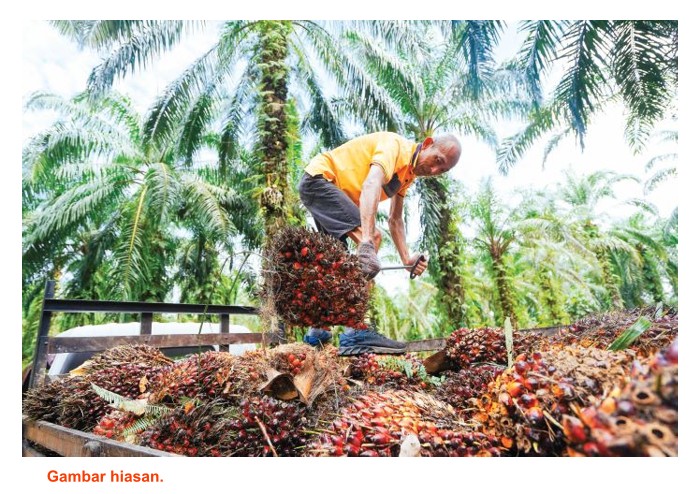 You are currently viewing Baja palsu biasanya memikat hati pekebun sawit serta pekebun tanaman lain dengan tawaran harga yang murah ? Apa keburukan selepas aplikasi baja palsu?