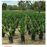 Adakah berbaloi jika pekebun sawit membeli anak benih mereka dari tapak semaian ternama dengan harga yang mahal sedikit ?