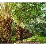 Secara umum, kepadatan sawit pada 136 pokok/hektar ditambah dengan pengurusan baik akan dapat meraih hasil menggalakkan jika dibandingkan dengan kepadatan lebih tinggi yang akan mengganggu penerimaan cahaya matahari serta hasil pada akhirnya?