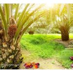 Pokok sawit muda akan menghasilkan dua lai daun sebulan dan turut menghasilkan dua mayang (betina/jantan/gugur). Jika tandan buah menjadi, amnya ia lebih ringan berbanding buan tandan dari pokok dewasa dan tua, kenapa?