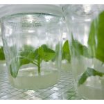 Apa hala tuju kejuruteraan pembiakbakaan di bidang pertanian di Malaysia? Apa jenis tanaman berpotensi untuk diterokai dengan kejuruteraan ini?