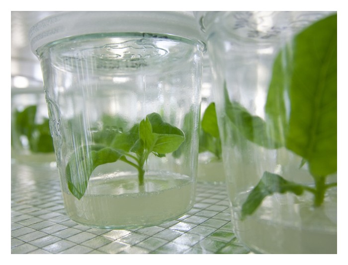 Read more about the article Apa hala tuju kejuruteraan pembiakbakaan di bidang pertanian di Malaysia? Apa jenis tanaman berpotensi untuk diterokai dengan kejuruteraan ini?