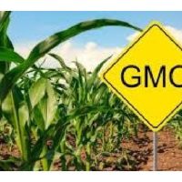 Makanan akan datang termasuk hasil pertanian sebahagian besar akan terdiri daripada makanan pengubahan genetik (GMO). Adakah benar?
