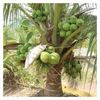 Pertanian organik yang tulen menolak sama sekali baja dan racun kimia, justeru itu ia hanya sesuai untuk sesetengah tanaman khususnya tanaman jangka pendek. Bagi tanaman komersial seperti sawit dan kelapa, model pertanian organik seumpama ini tidak sesuai kerana hasil akan berkurangan dengan ketara?