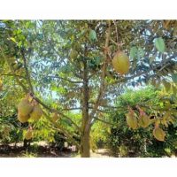 Baja mikoriza memainkan peranan khusus sebagai baja berbaloi untuk digunakan dalam penanaman durian khususnya untuk menguatkan sistem akar pokok dan selanjutnya prestasi hasil?