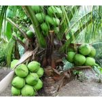 Kulat mikoriza terkandung dalam baja mikoriza akan membiak berterusan dalam tanah dengan hanya sekali aplikasi khasnya di peringkat mula tanam justeru adalah baja berbaloi untuk penggunaan oleh pekebun?