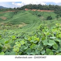 Apa yang Paling Dielakkan dan Paling Disukai dalam Proses Pemeliharaan Tanah