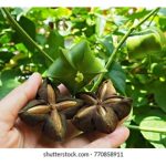 Sacha Inchi tidak asing di Malaysia, dan ia dikenali sebagai “superfood”, namun kenapa ia tidak popular di bidang penanaman ?