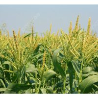 Contoh Tanaman Di Malaysia Yang Bergantung Kepada Angin Untuk Proses Pendebungaan