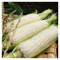 Kisah Jagung Mutiara dari Cameron Highlands