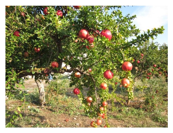 Read more about the article Potensi Penanaman Delima di Malaysia: Peluang Merah dalam Dunia Pertanian Tropika