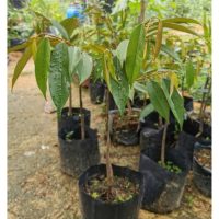 Adakah Perbezaan Kualiti Buah Durian Disebabkan oleh Pokok Penanti (Rootstock) yang Berasal daripada Varieti Berbeza?