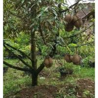 Benarkah jenis tanah mempengaruhi rasa dan tekstur buah durian?